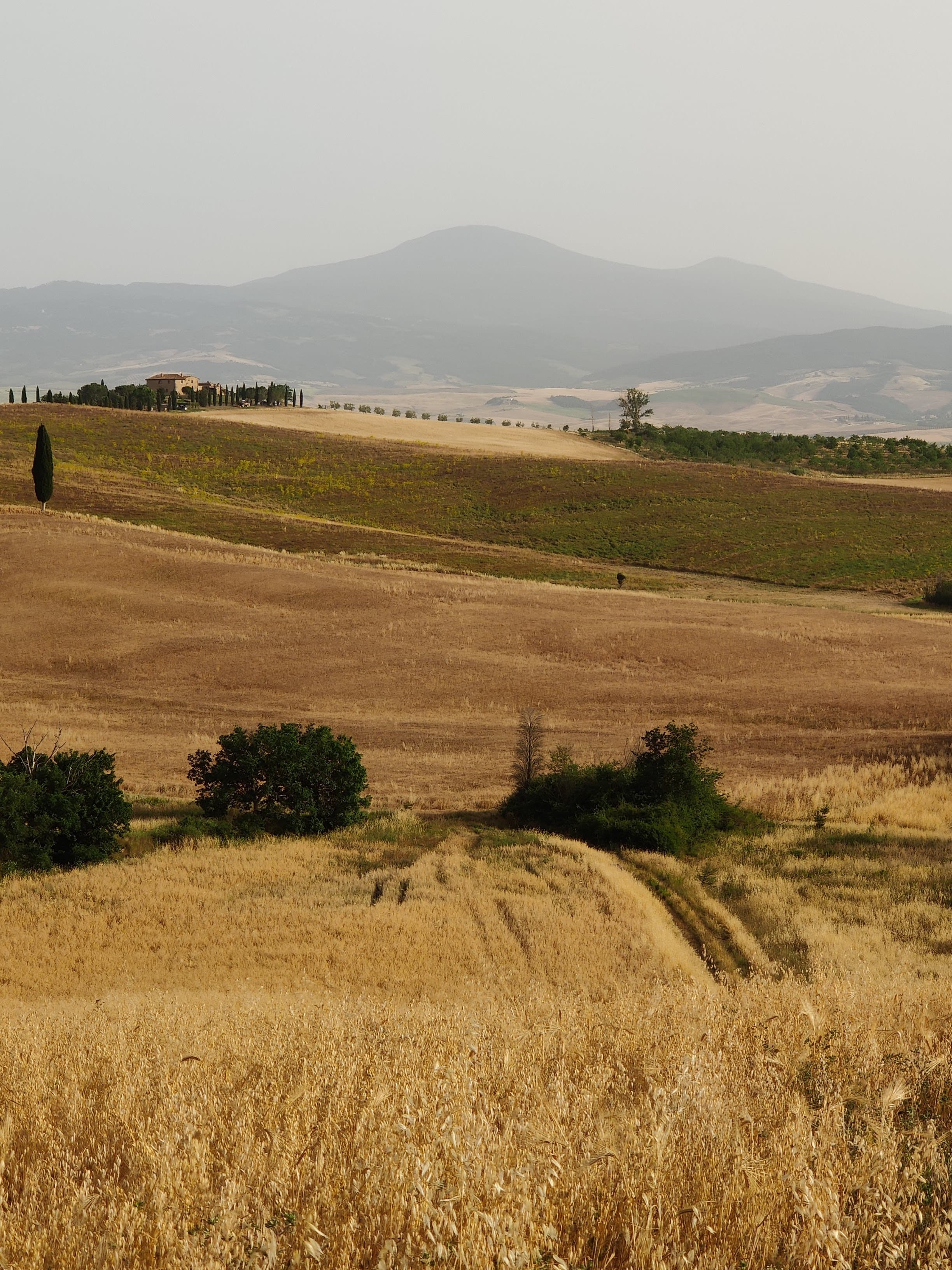 Golden afternoon light over Campo di Terrapille, Val d'Orcia