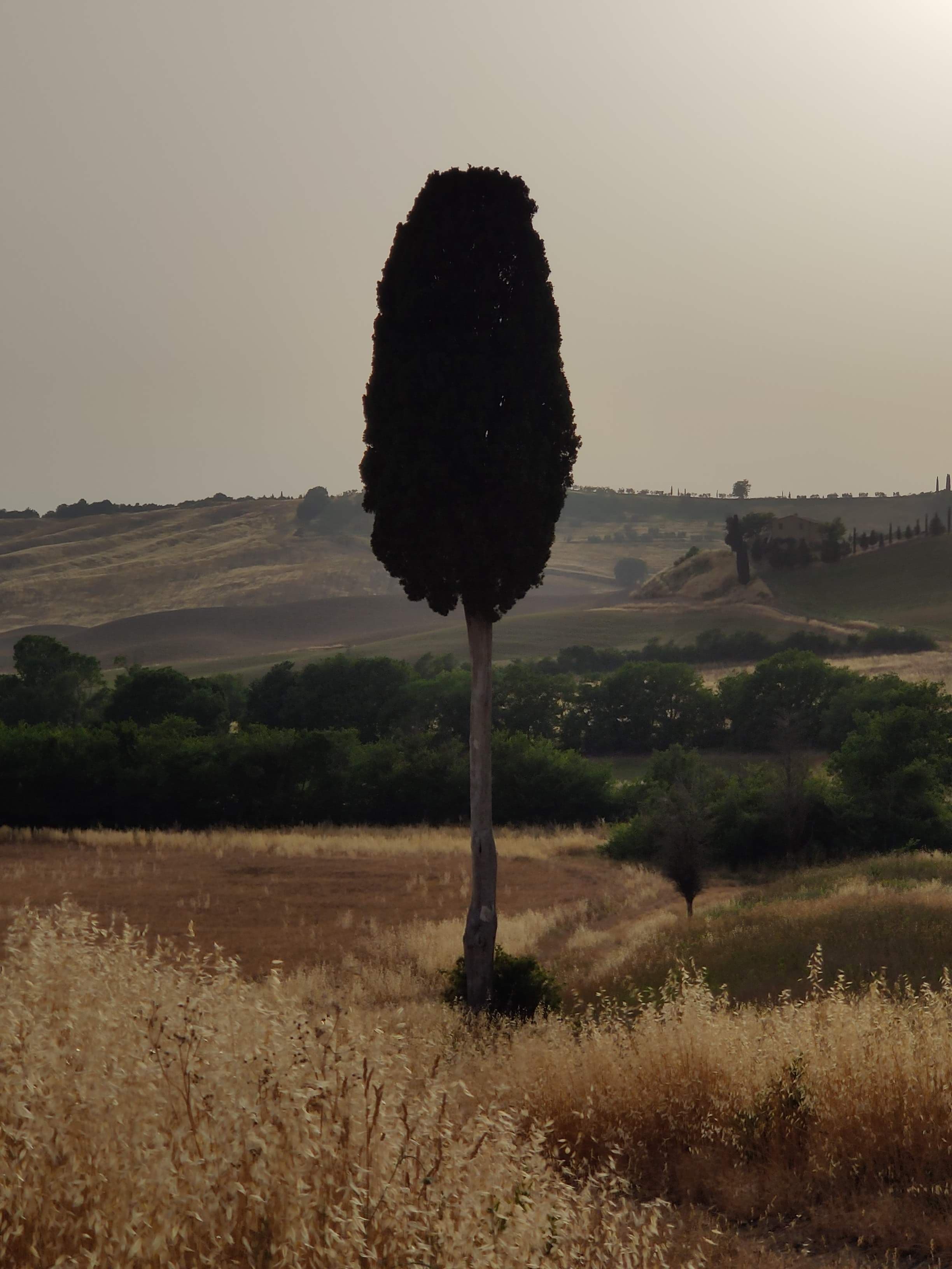 The field path at sunset, Val d'Orcia