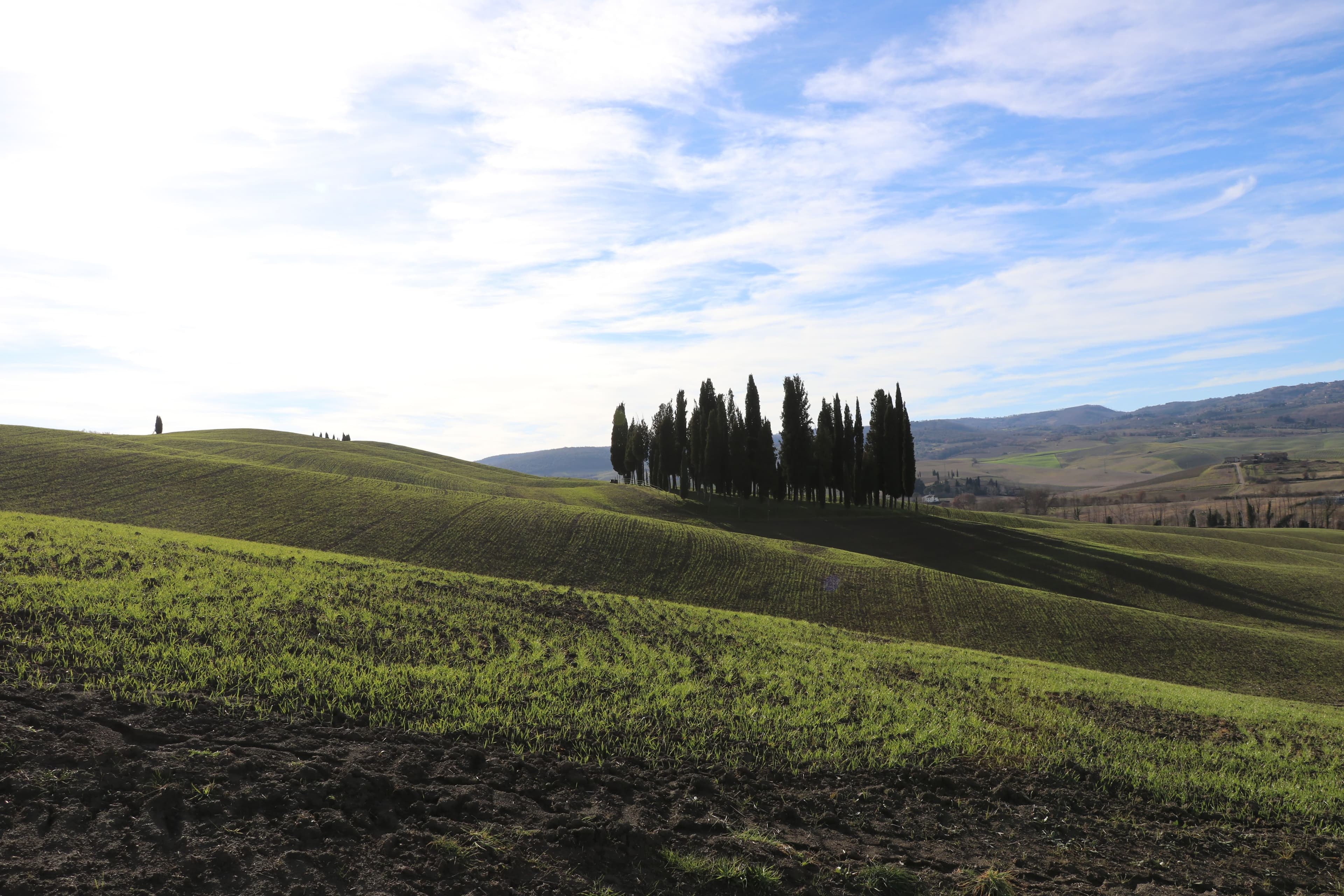 I Cipressini di San Quirico d'Orcia — the iconic cypress grove on a rounded hill, Val d'Orcia