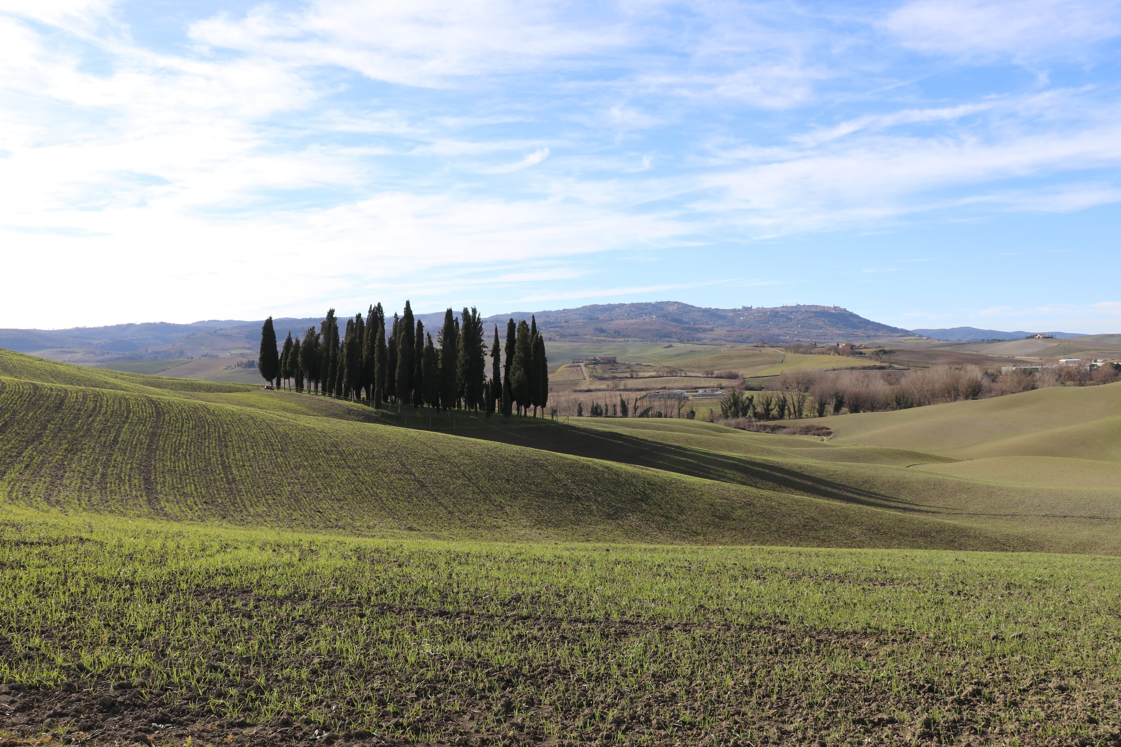 I Cipressini — cypress grove at golden hour