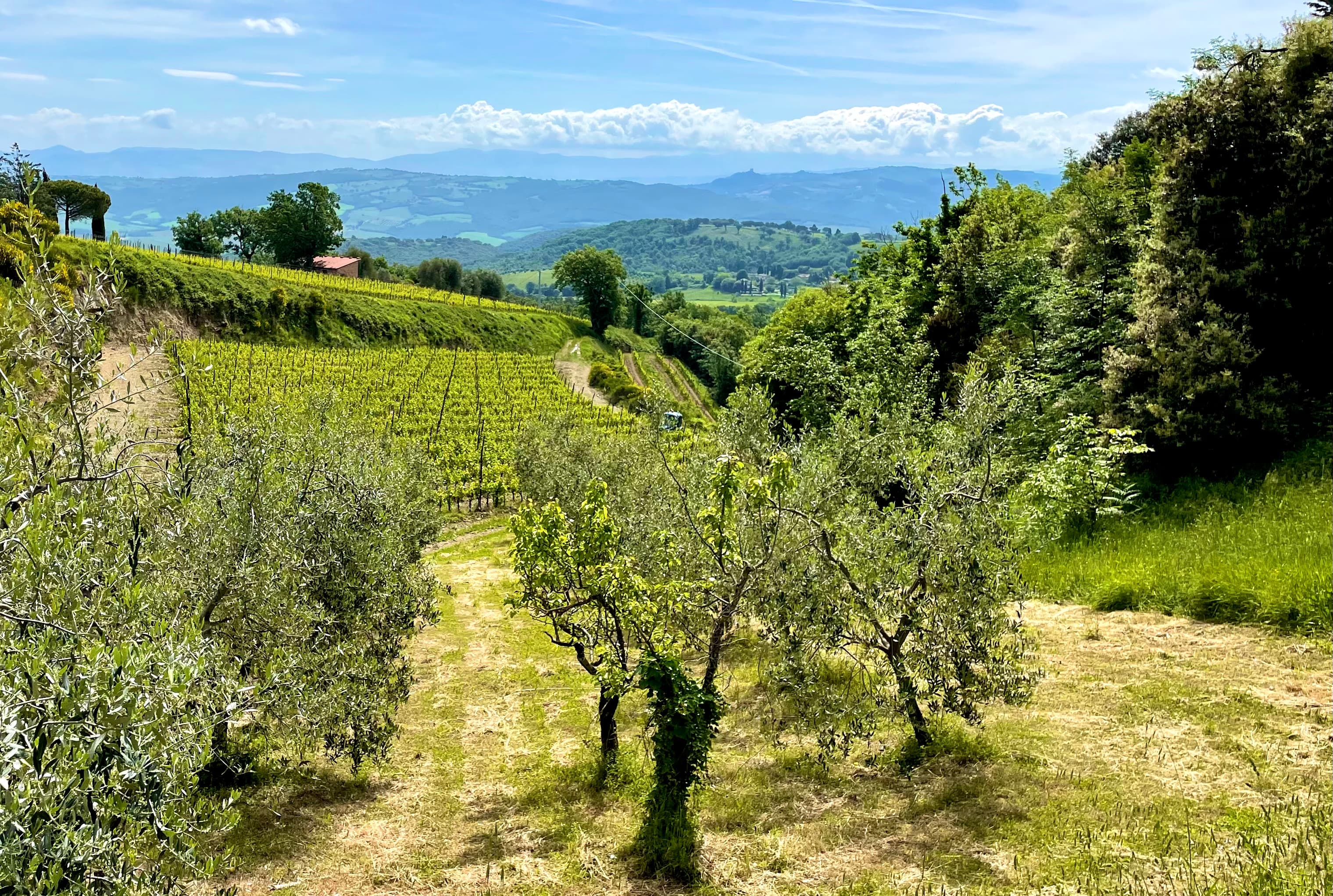 Brunello di Montalcino — aging in oak barrels