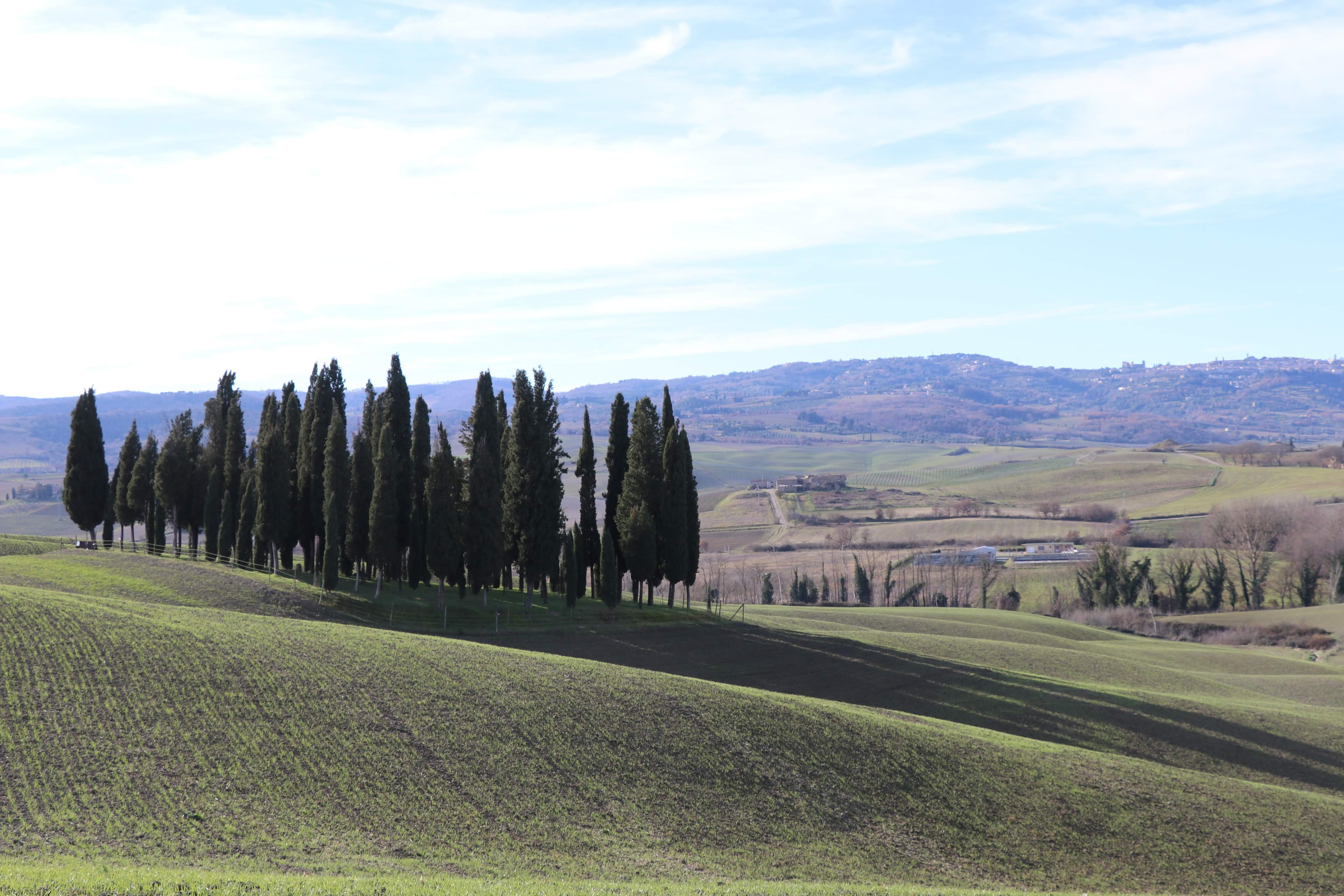 I Cipressi with Montalcino in the distance — UNESCO landscape, Val d'Orcia