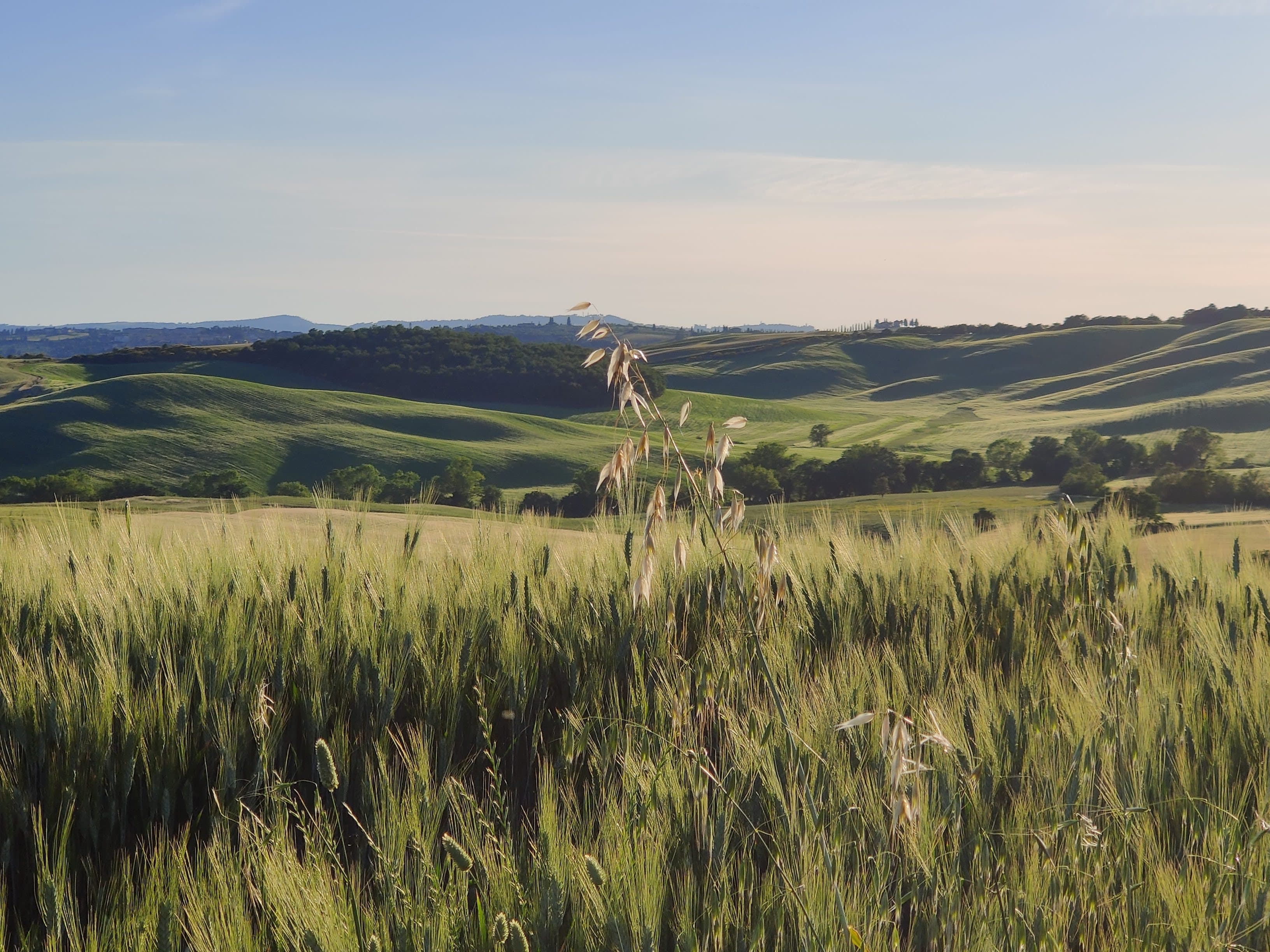 The cypress road at La Foce — hairpin turns through bare clay hills
