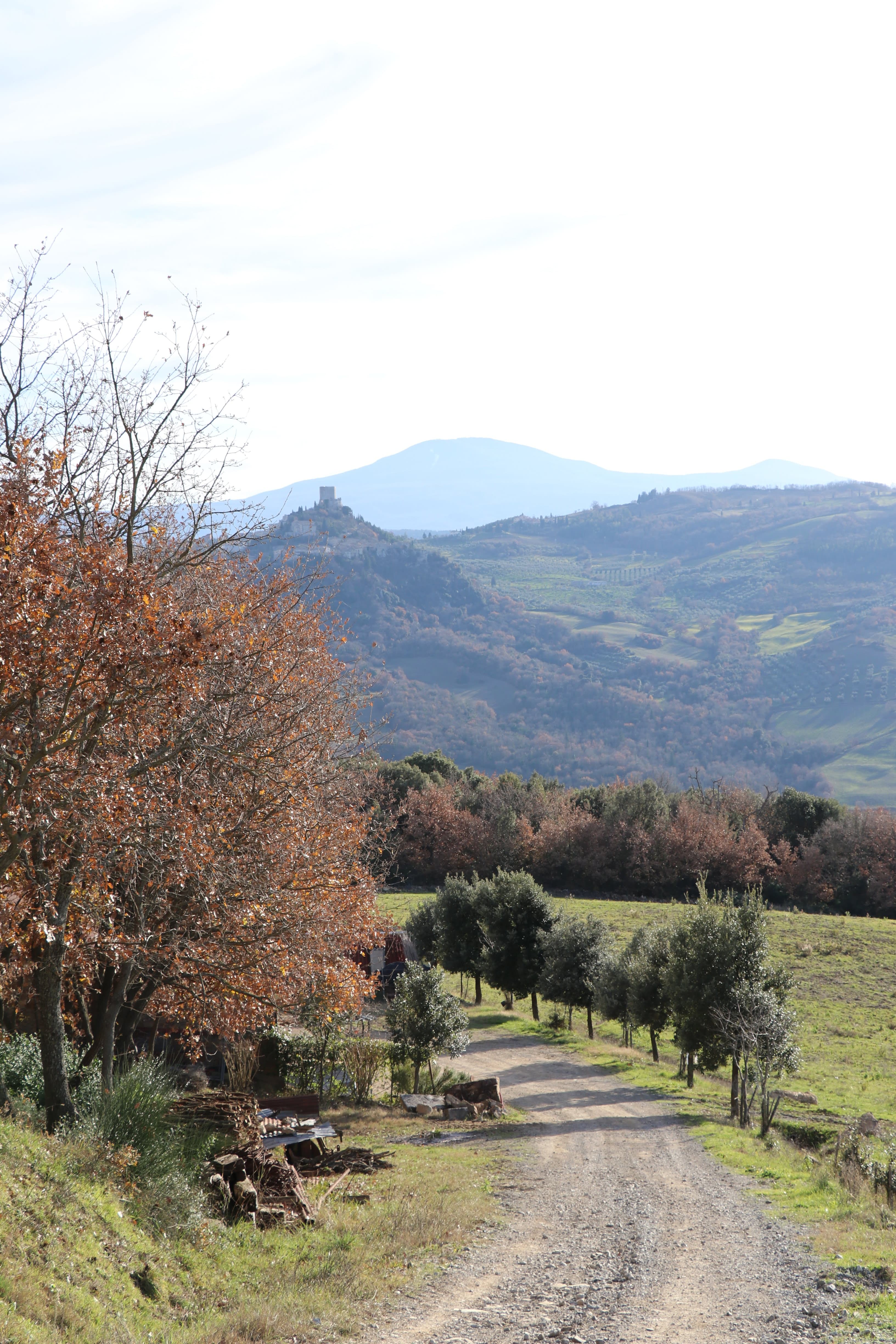 Contignano